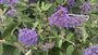 Schmetterlingsstrauch - Buddleja davidii 'Lochinch'