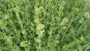 Weißer Spornblume - Centranthus ruber 'Albus' (Weißer Baldrian)