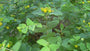 Hirschheu - Hypericum calycinum