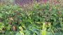 Staudenknöterich Rosa/Rot (Hohe Art 150 cm) - Persicaria amplexicaulis 'Speciosa'