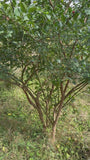 Wilder Kernbeißer - Euonymus europaeus