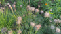 Bio-Kraut des wilden Mannes – Pulsatilla vulgaris