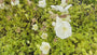 Karpaten-Glockenblume (Weiß) - Campanula carpatica 'Weisse Clips'