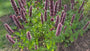 Bio-Süßholzpflanze - Agastache 'Black Adder'