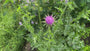 Mariendistel Silybum marianum