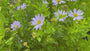 Bio-Sommeraster - Kalimeris incisa 'Blue Star'