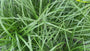 Segge - Carex oshimensis 'Evergreen'