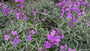 Felsenrakete - Erysimum linifolium 'Bowles Mauve'