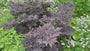 Storchschnabel (grünes Blatt, mit weißem Rand) Hellrosa - Geranium 'Dreamland'
