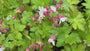 Bio-Storchschnabel - Geranium macrorrhizum 'Spessart'