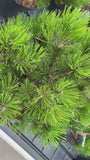 Schlangenhäute - Pinus leucodermis 'Compact Gem'