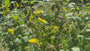 Sonnenblume - Silphium perfoliatum