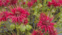 Bio-Bergamottepflanze - Monarda 'Cambridge Scarlet'