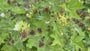 Kitaibela - Kitaibela vitifolia