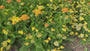 Schafgarbe - Achillea millefolium 'Walther Funcke'
