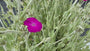Stachelige Nase – Lychnis coronaria