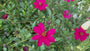 Schokoladenkosmos - Cosmos atrosanguineus