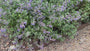 Bio-Katzenminze - Nepeta 'Walker's Low'