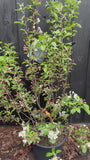 Mehrstämmiger Zierapfel (Orange/Rot) – Malus-Baum „Evereste“.