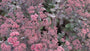 Mauerpfeffer - Sedum 'Purple Emperor' (auch pro/m2)