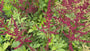 Plume Spirea (Leuchtend rote Blume) – Astilbe „Fanal“ TIPP
