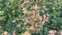 Mandel-Wolfsmilch - Euphorbia amygdaloides var. robbiae