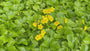 Bio-Golderdbeere (Wintergrün) - Waldsteinia ternata