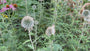 Kugeldistel - Echinops ritro