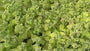 Bio-Zitronenmelisse – Melissa officinalis