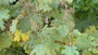 Gefiederter Mohn - Macleaya Cordata
