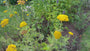 Bio-Schafgarbe - Achillea 'Coronation Gold'