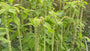 Cleome hassleriana 'Cherry Queen'