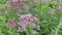 Königskraut (Höhe 2 Meter) - Eupatorium maculatum 'Atropurpureum'