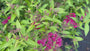 Japanische Spirea (Rosa) - Spiraea japonica 'Anthony Waterer' TIPP