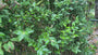 Fertige Ligusterhecke - Ligustrum ovalifolium - 180 x 120 cm