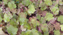 Purpurglöckchen (Bronze/Orange) - Heuchera 'Caramel'