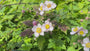 Herbstanemone Rosa (Höhe 75 cm) - Anemone hupehensis