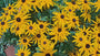 Gelber Sonnenhut - Rudbeckia Fulgida 'Goldsturm' TIPP