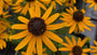 Sonnenhut - Rudbeckia fulgida 'Little Goldstar'