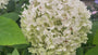 Hortensie - Hydrangea arborescens 'Strong Annabelle'