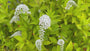 Weiße Weide - Lysimachia clethroides