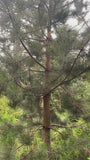 Schwarzkiefer - Pinus nigra 'Nigra'