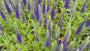 Ehrenpreis - Veronica spicata 'Ulster Dwarf Blue'