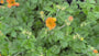 Nailwort Orange (Höhe 60 cm) - Geum 'Totally tangerine'