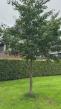 Japanischer Nussbaum - Ginkgo biloba