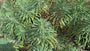 Wolfsmilch - Euphorbia characias