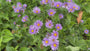 Bergaster - Aster amellus