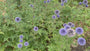 Kugeldistel - Echinops ritro