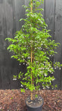 Japanischer Storaxbaum - Styrax japonicus 'Snowcone'