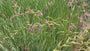 Iris - Iris prismatica